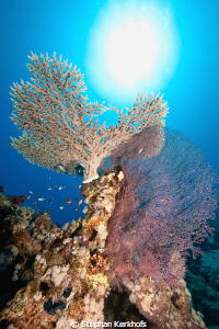 Beautifull coral taken in Ras Ghozlani, Ras mohammed. by Stephan Kerkhofs 